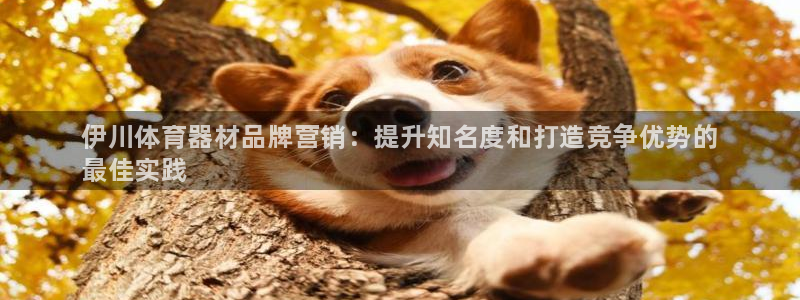 极悦娱乐代理人是谁：伊川体育器材品牌营销：提升知名度